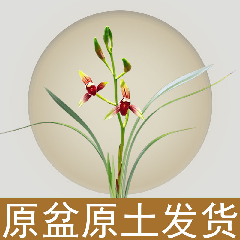 zb建兰经典红素 国魂 （7月—11月1日带花苞）室内浓香花卉绿植盆栽