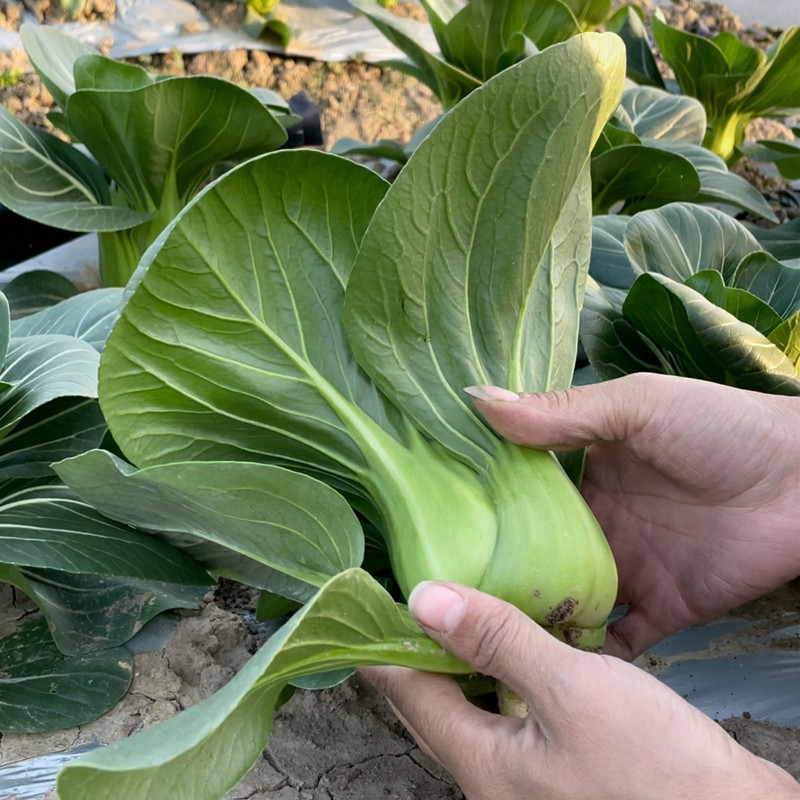 苏州青菜种子矮杆青梗四季高产易种植适合阳台盆栽蔬菜种子