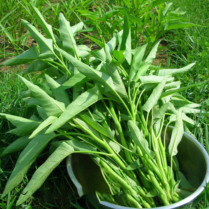 柳叶空心菜种子耐热春夏秋季阳台菜园水培蔬菜