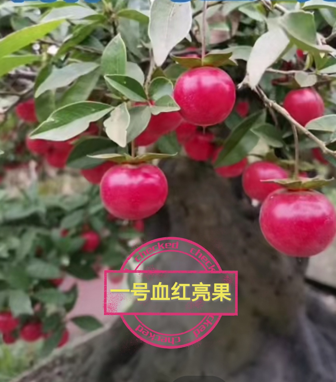 金弹子  一号血红亮果 绿植盆景素材嫁接桩随机发货