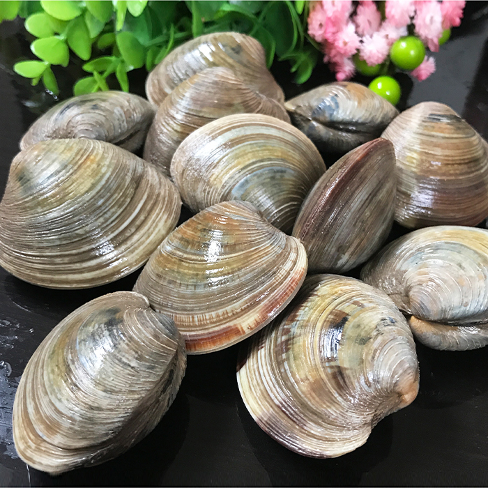 连云港 鲜活美贝（4斤/8斤）海鲜鲜嫩新鲜称重