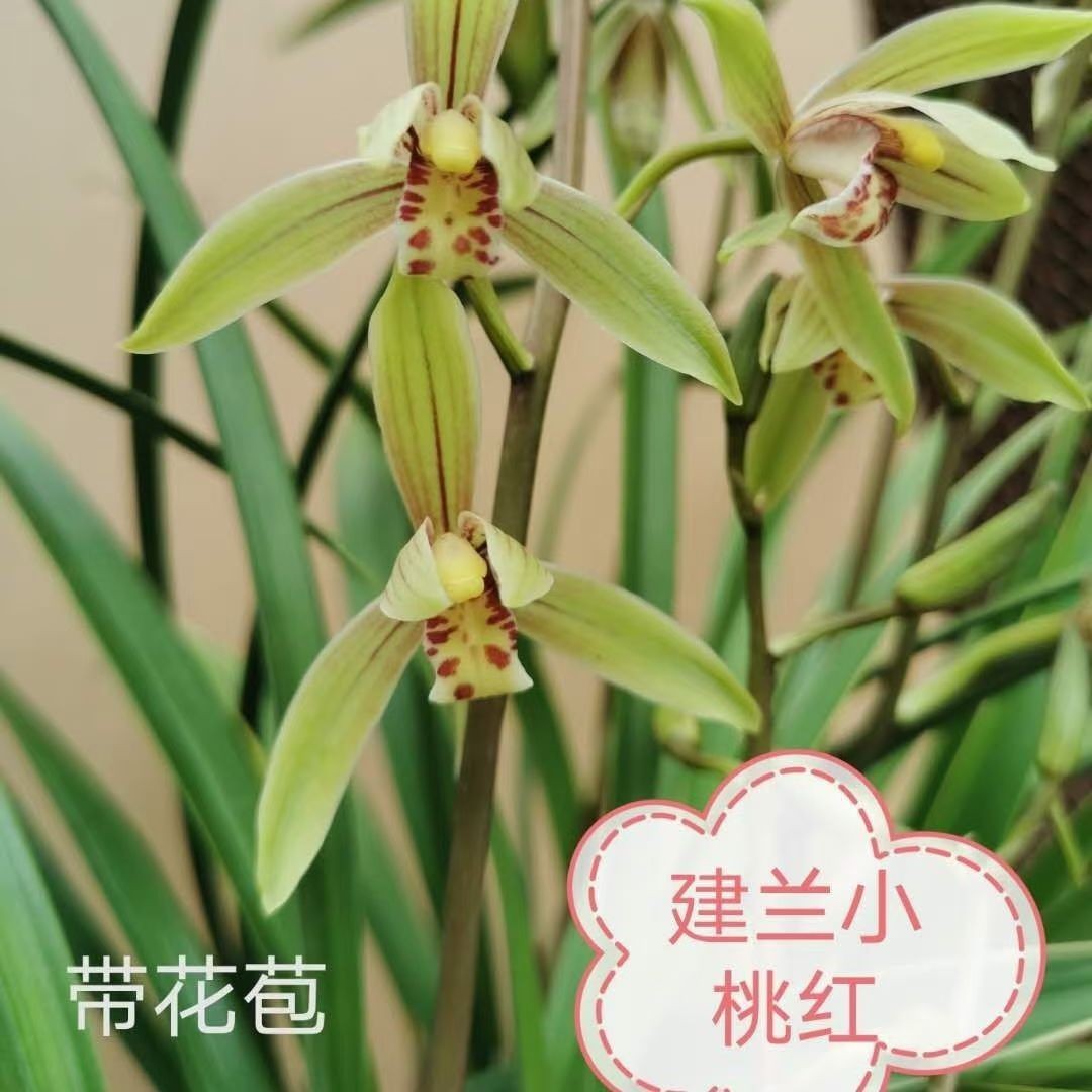 建兰小桃红浓香金边叶艺开花机器多次开花一杆多花