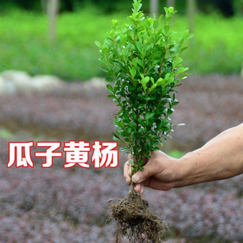 黄杨苗小叶瓜子黄杨苗绿化苗庭院绿化配色苗耐寒耐热四季常青常绿