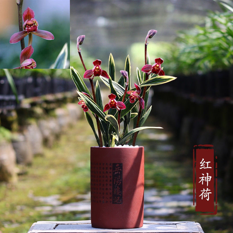 名贵兰花金边矮种墨兰东方红神荷红色荷瓣花办公室精品兰花苗盆栽