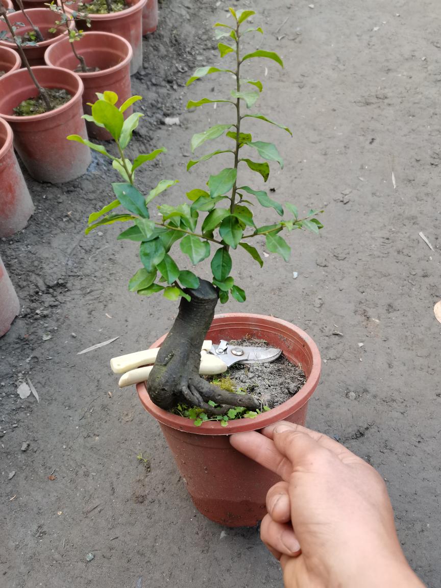 金弹子（嫁接的两年苗）