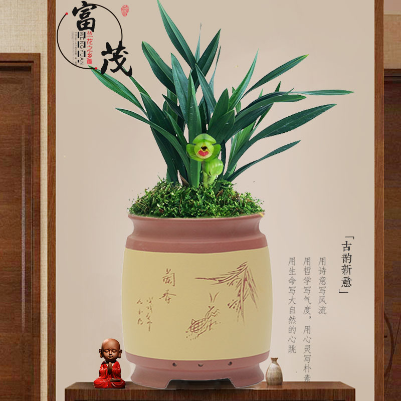 春兰荷瓣玉玲珑带花苞浓香矮种高档客厅绿植盆栽花卉兰花苗