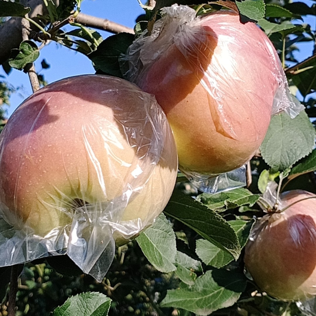 山西临猗早熟红富士新鲜采摘产地直发整箱包邮应季水果脆甜多汁