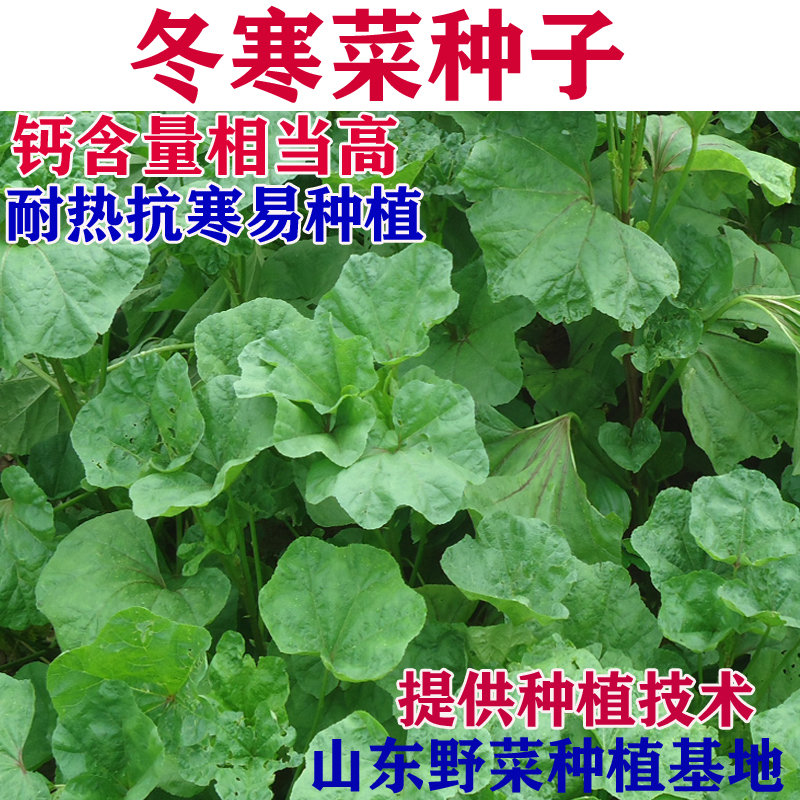 冬寒菜种子高钙菜阳台盆栽庭院大田种植山东野菜种植基地