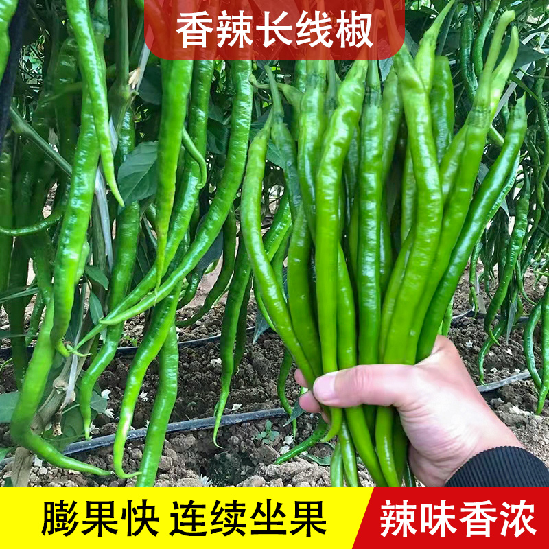 香辣线椒种子四季阳台盆栽农家蔬菜孑