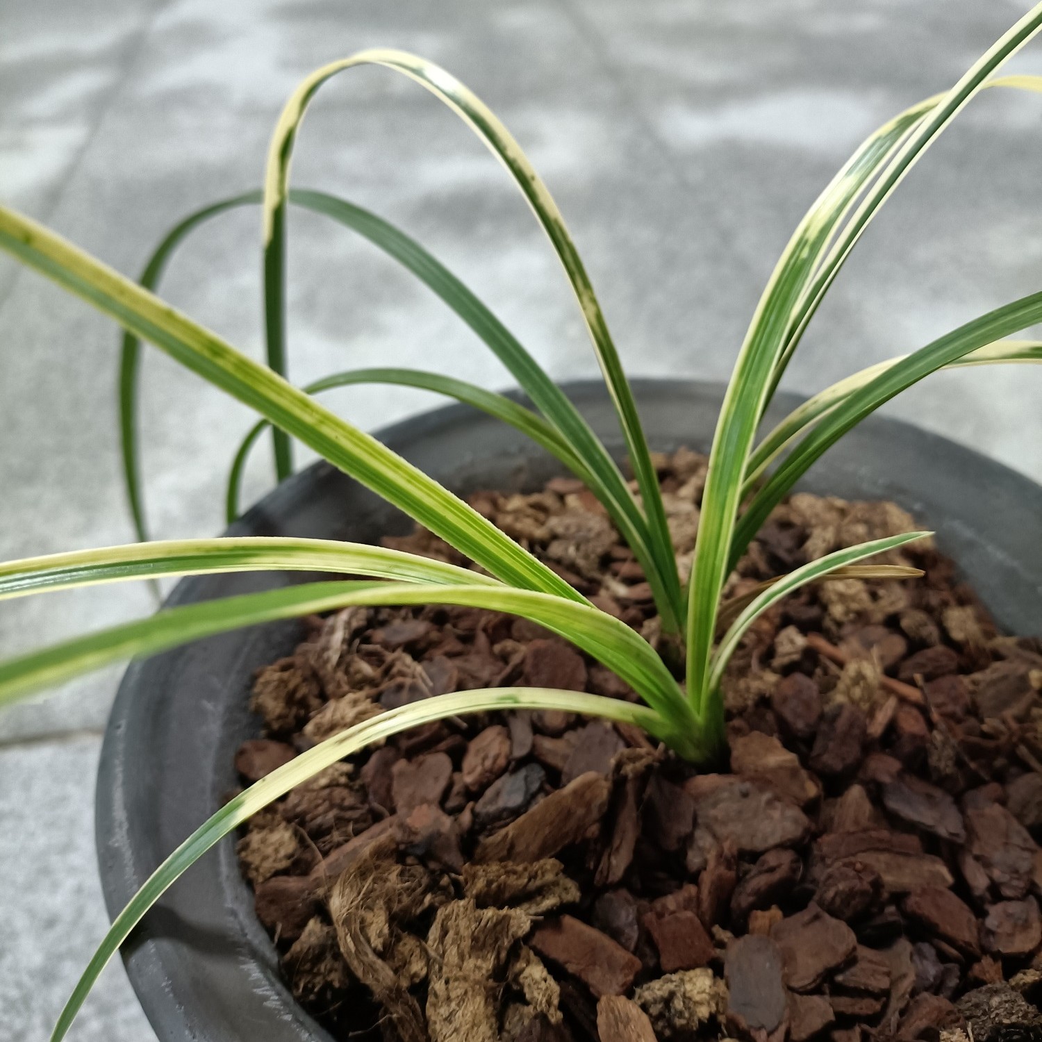 蕙兰 先明山水虎斑  