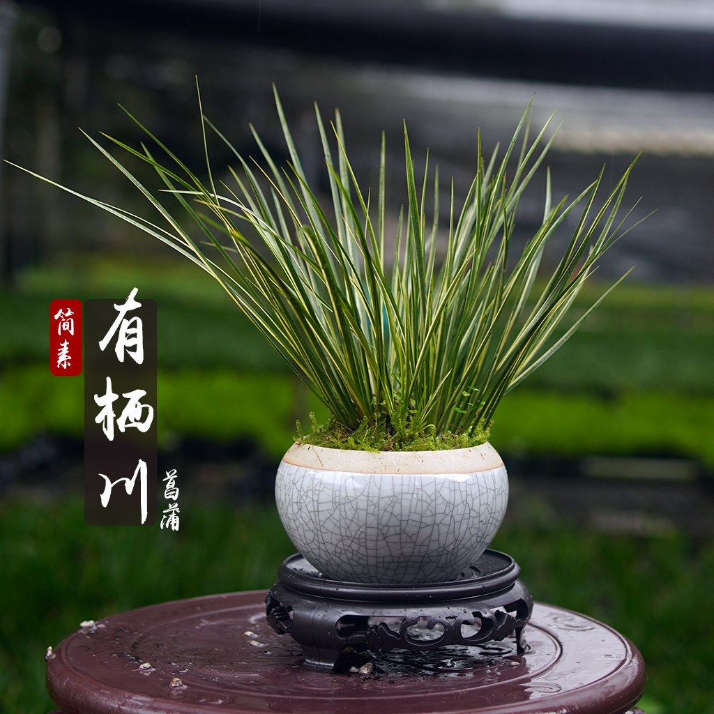 有栖川冰裂釉陶瓷盆小老桩【简素菖蒲】