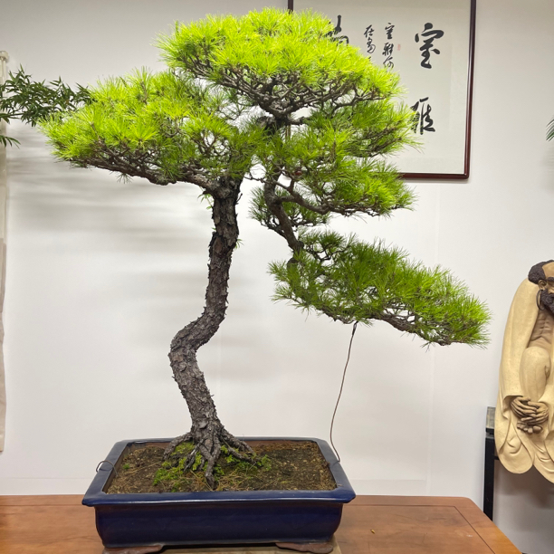 各种盆景改价链接，一物一拍，以直播实物为准
