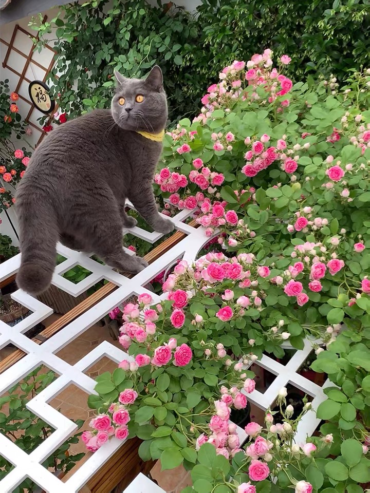 胭脂扣爬藤月季蔷薇花壮大苗丰花花量大