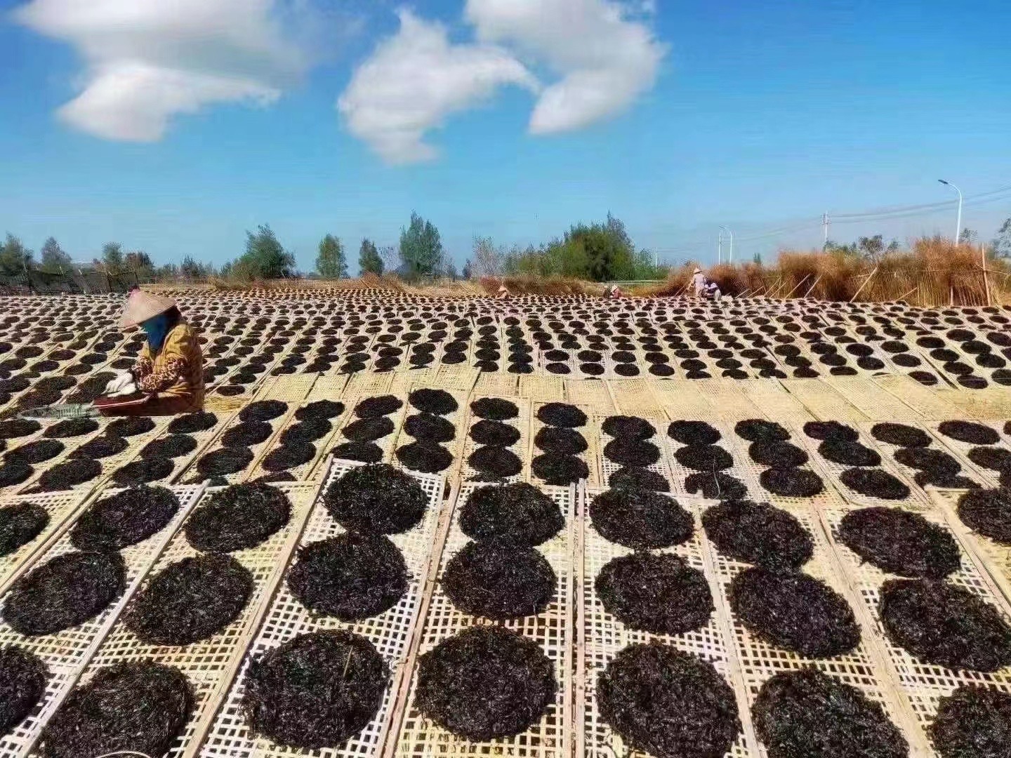 汕头南澳岛2024年12月头水紫菜250g-500g包邮