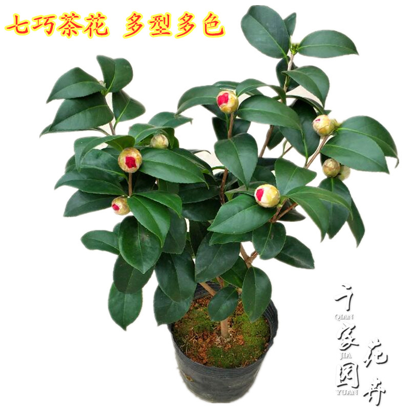 七巧茶花盆栽福建大朱砂名贵品种山茶花卉四季阳台庭院绿植茶花苗