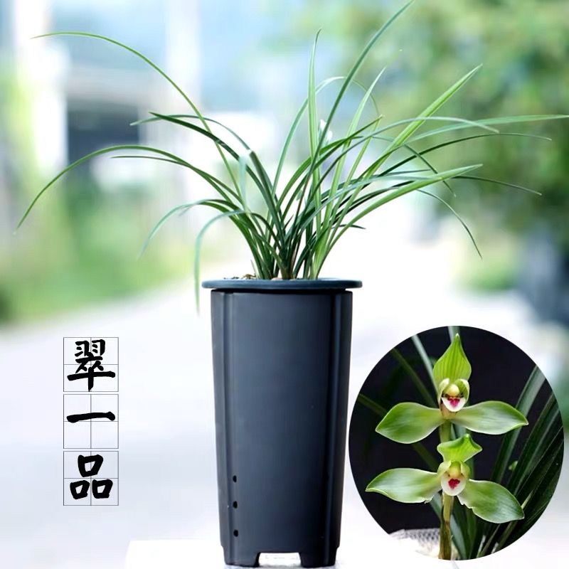 兰花春兰翠一品水仙瓣浓香好养盆栽