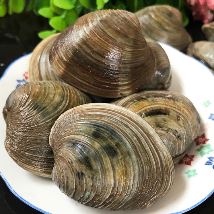 连云港发货  新鲜美贝大蛤蜊 