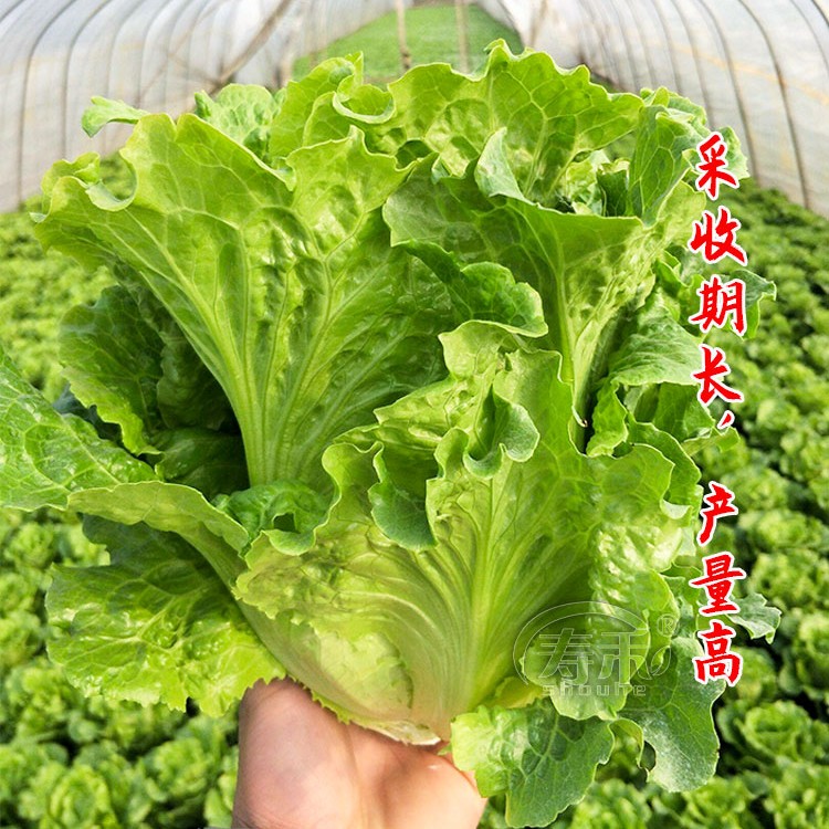 意大利全年生菜王种子种籽高产四季蔬菜阳台菜种孑籽种菜籽奶油苗