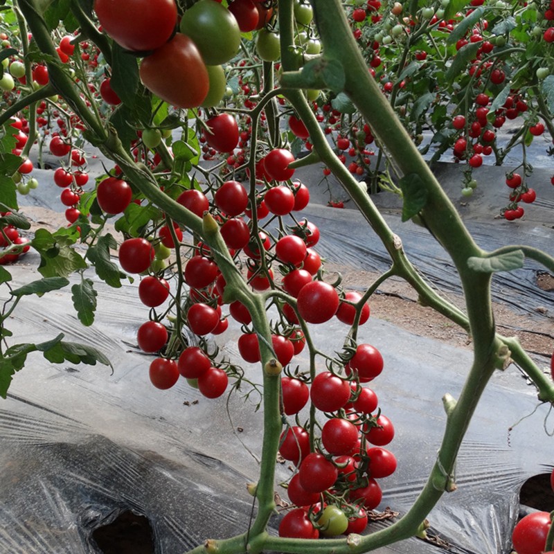 宏炬樱桃番茄种子集合圣女果种孑高产抗病春播蔬菜番茄种子西红柿