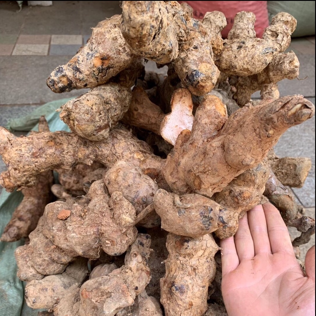 广东〈龙志〉农特产硬饭头 鲜、干〈深山自挖〉500g 250g