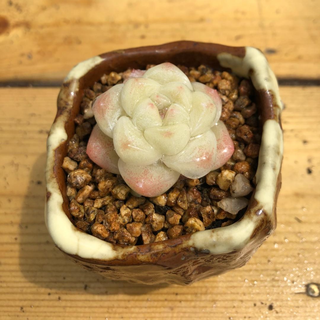 匠心园艺多肉植物  满28元包邮非偏远