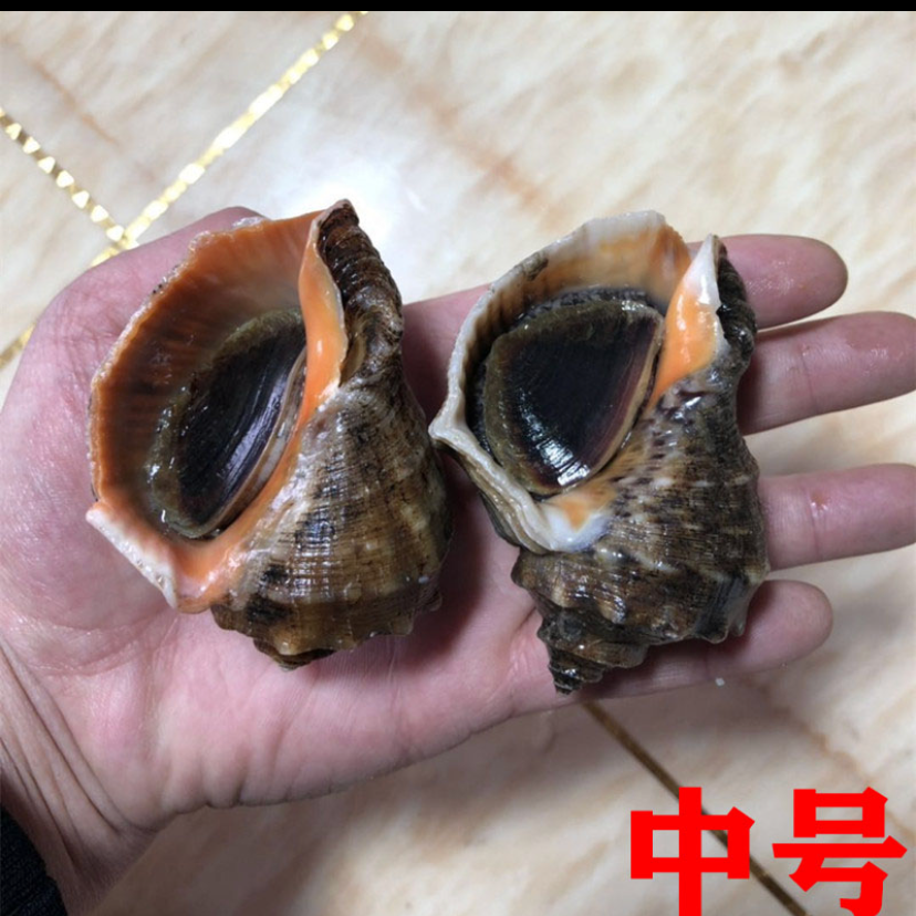 连云港  2两海螺  3斤装（15个左右）中号散装称重