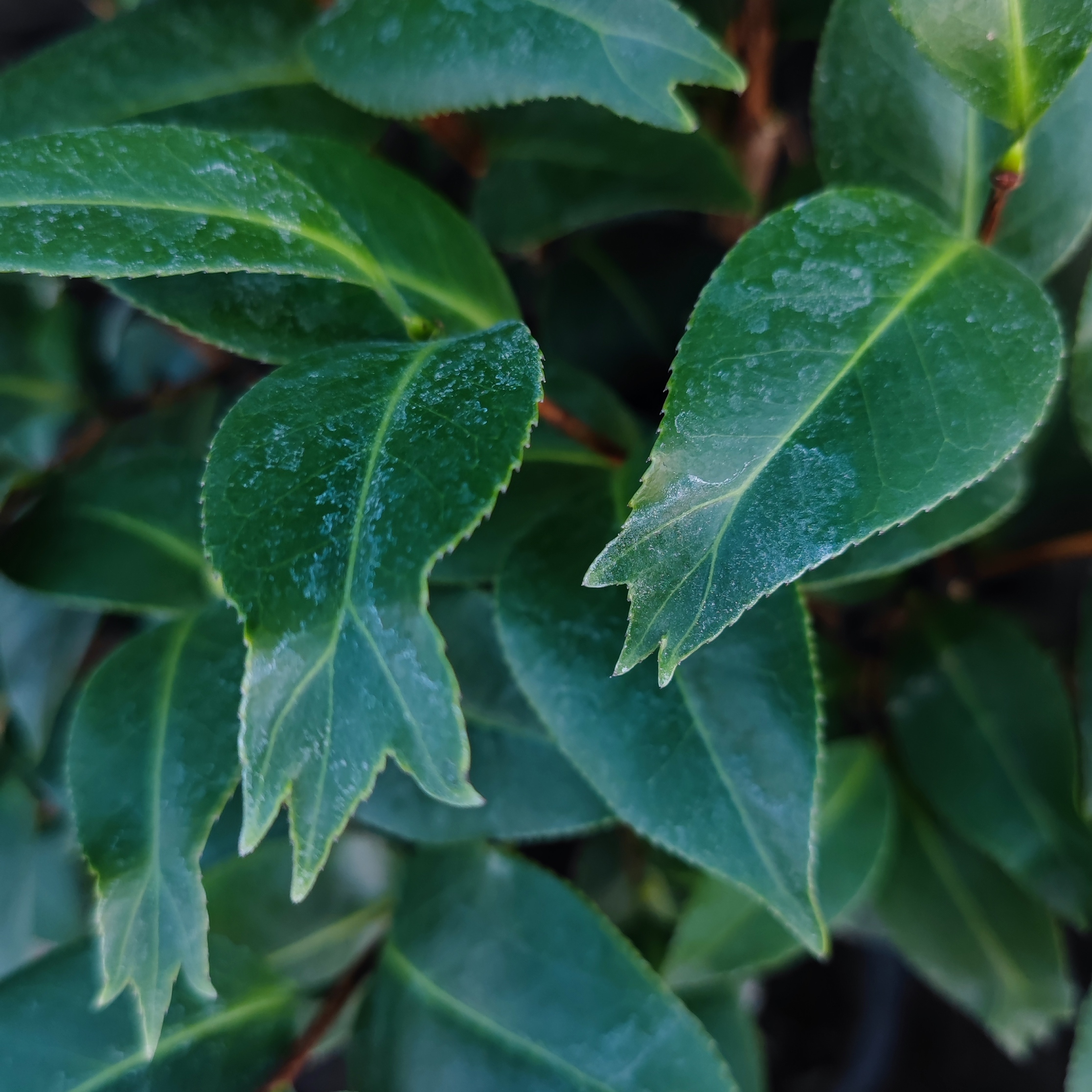 茶花南海神鱼 鱼尾状叶子鱼尾茶白色盆栽夏季栽培冬季春季花卉