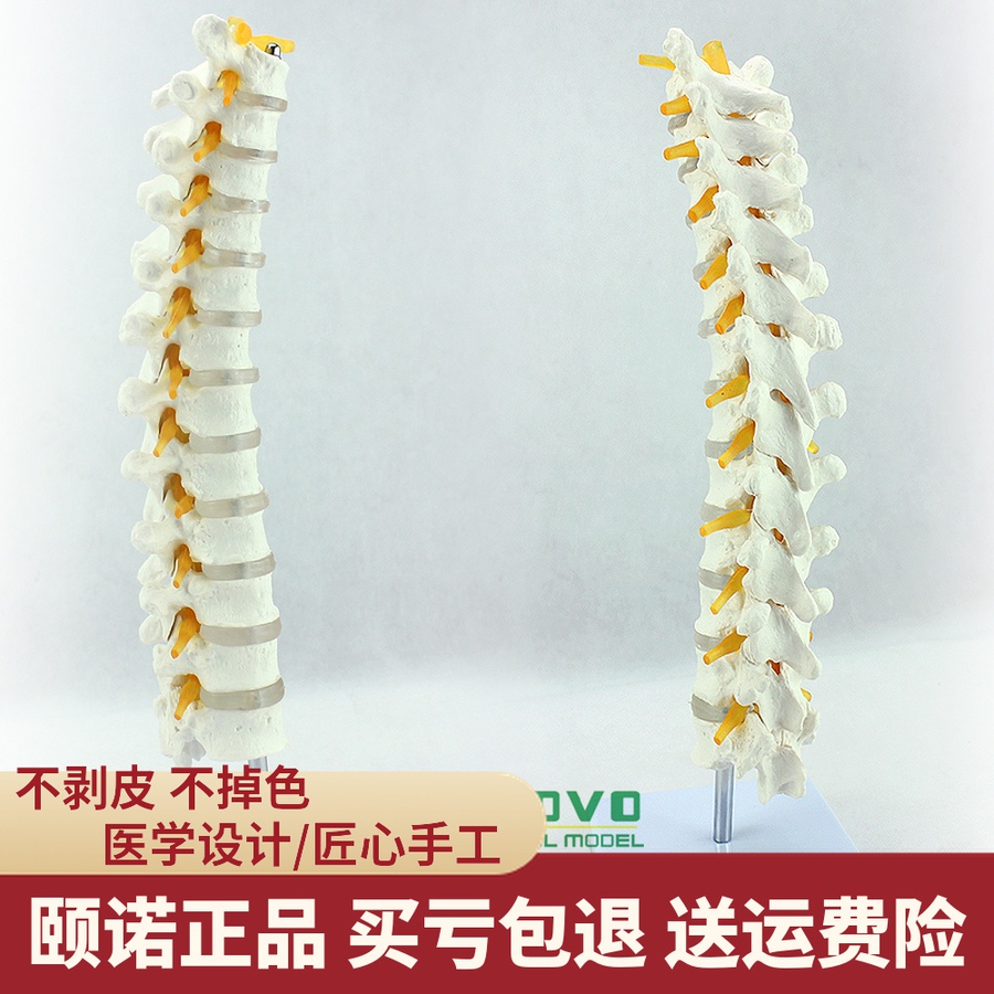 ENOVO医学1:1人体胸椎模型脊椎腰椎颈椎胸椎正骨骨科骨骼