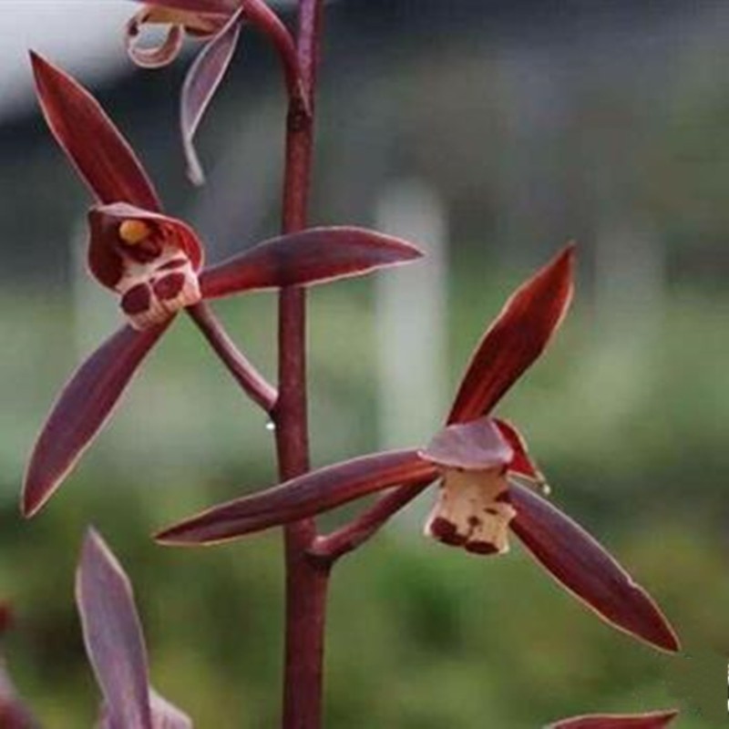 状元红墨兰兰红花浓香兰花绿植室内盆栽