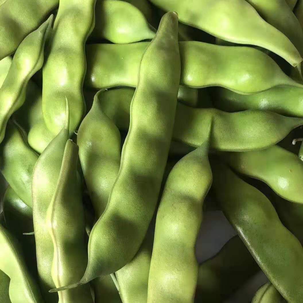 东北绿油豆3斤顺丰陆运包邮！ 吉林省松原市发货