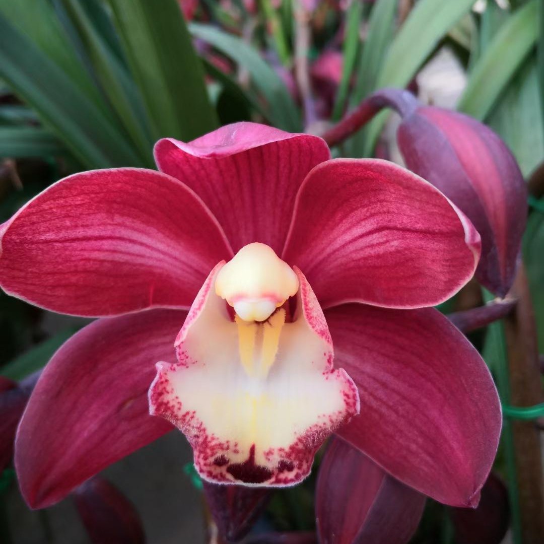 【大花蕙兰/金边大红袍】花期长（拒收不售后）兰花鲜花