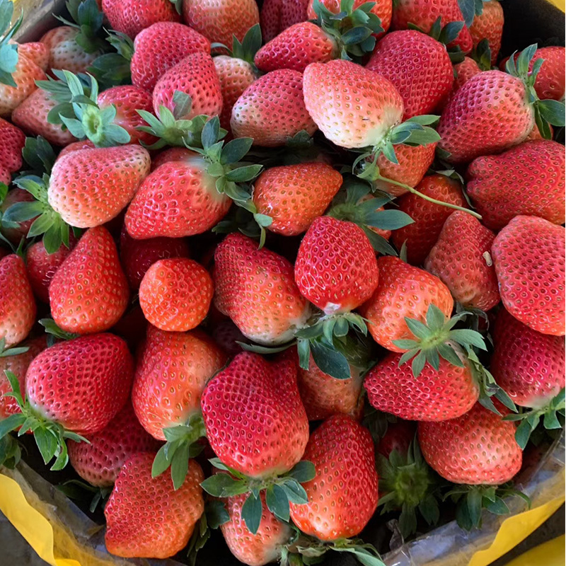 【顺丰包邮】大凉山露天奶油草莓当季新鲜水果3斤香甜饱满草莓新鲜