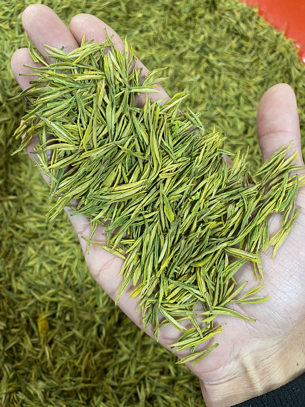 奶白黄金芽250g/500g
