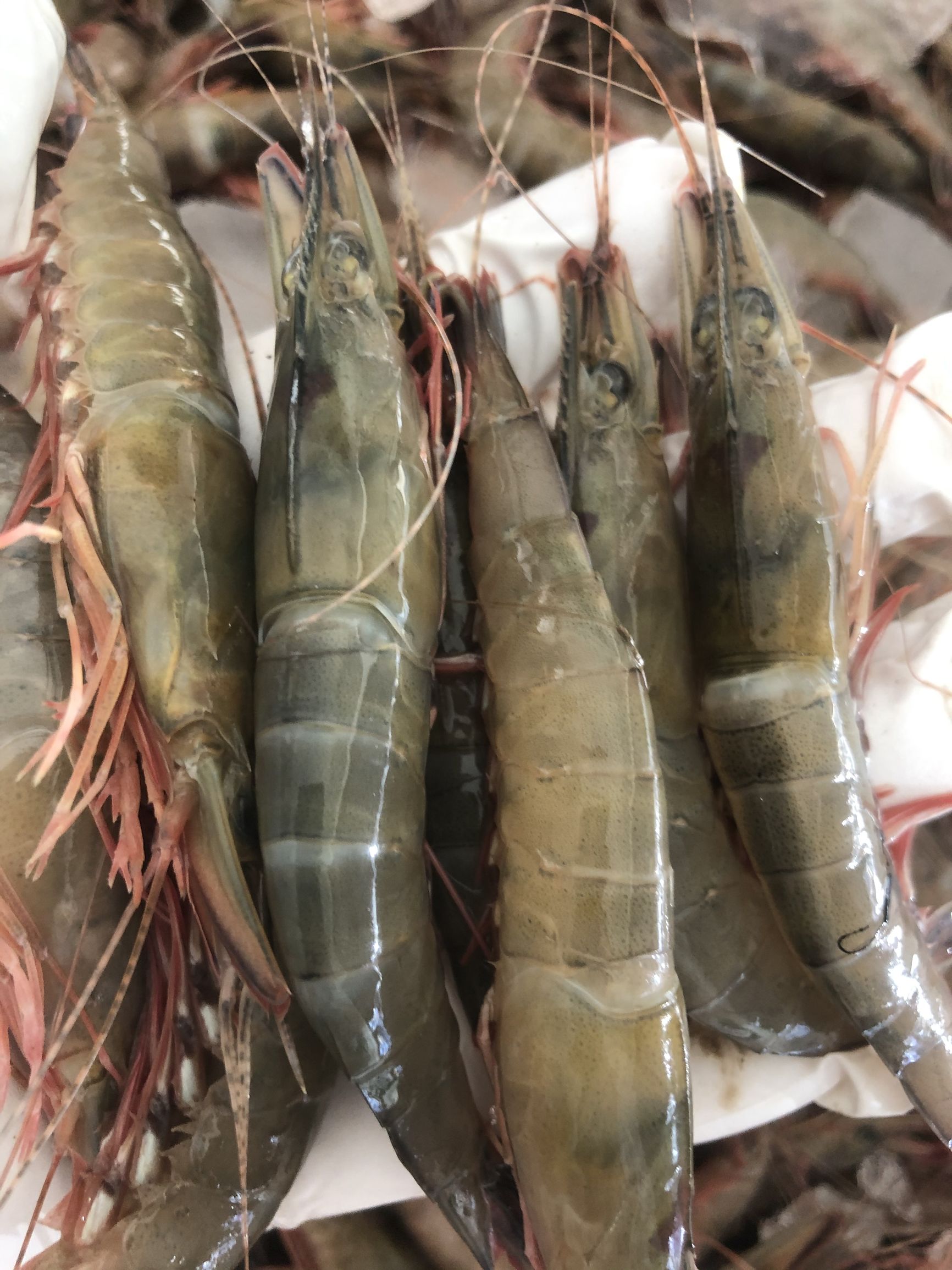 石浦滑皮虾1发货斤2发货斤3发货斤