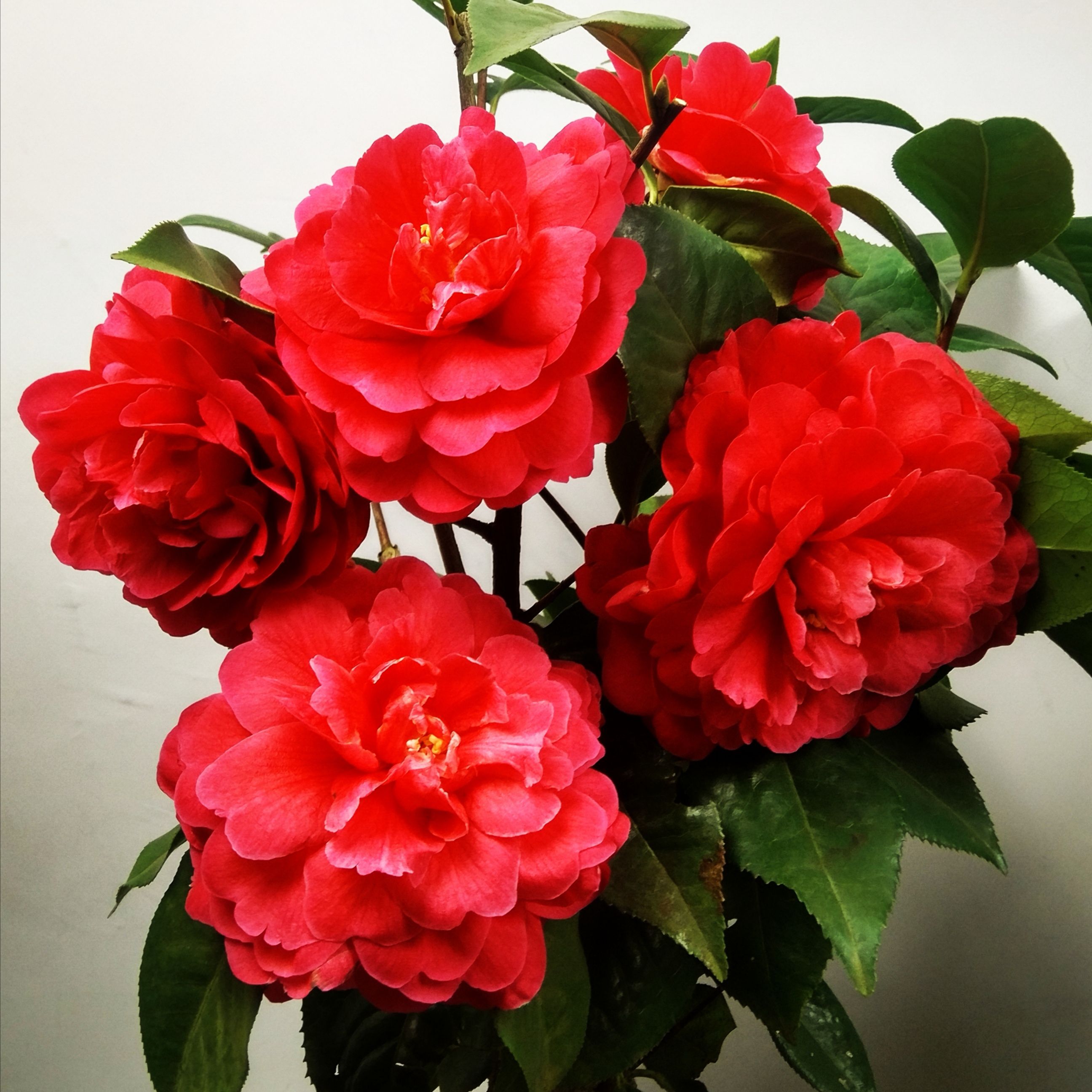 红色牡丹型巨型花嫁接拉力茶花西楚霸王盆栽春季冬季花卉栽培