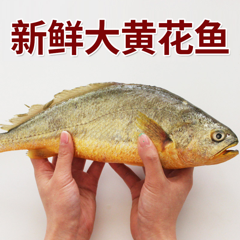 连云港发货 冰鲜黄花鱼500g