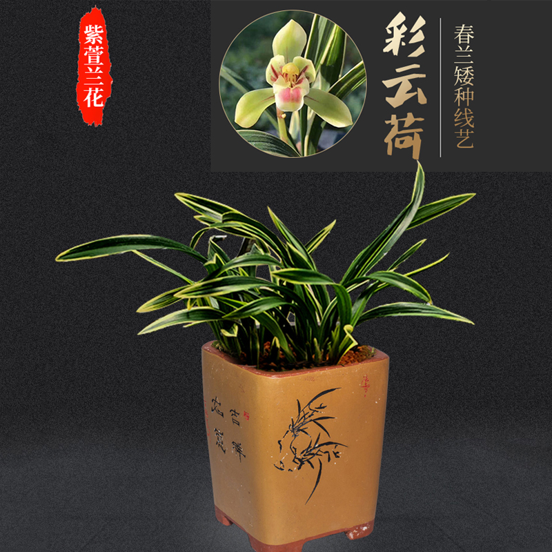 兰花春兰彩云荷雪山天草婵月达摩浓香型兰花苗