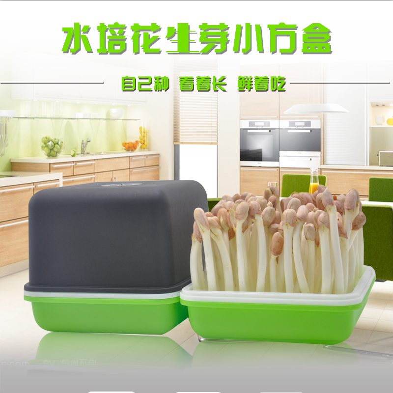 乐众青山水培花生芽小方盒