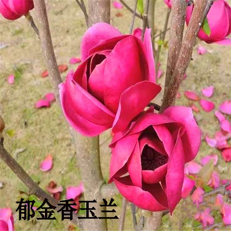 郁金香玉兰树苗一年三季开花品种玉兰树郁金香玉兰