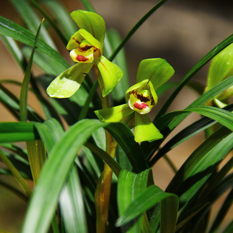 春兰名品【红唇荷】兰花苗矮种兰花盆栽桌面植物茶几花卉