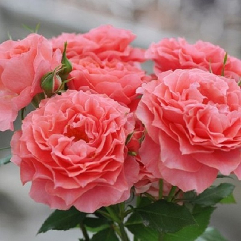 珊瑚果冻  月季花苗大花开花西瓜红玫瑰室内阳台四季盆栽花卉绿植