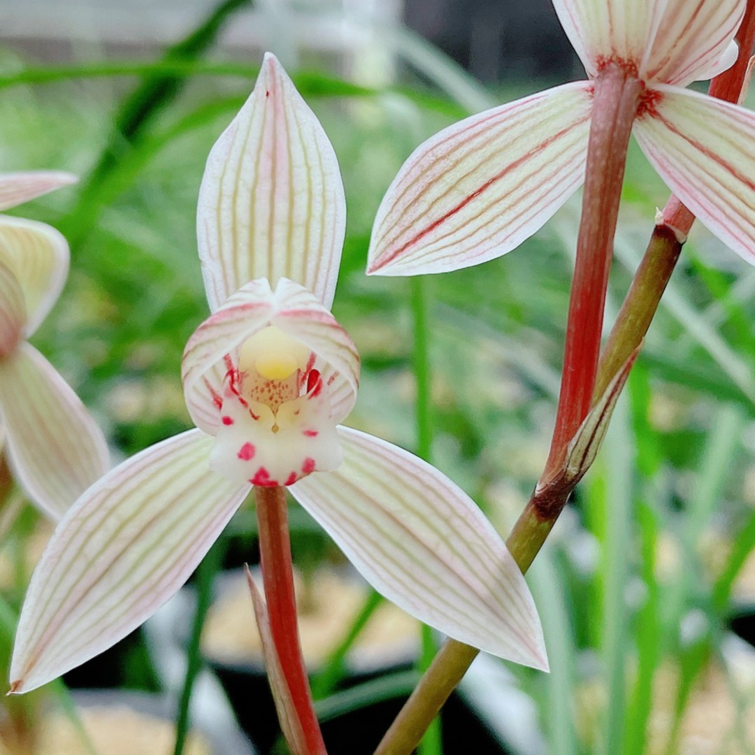 LAN ZHAI SHAN/兰寨山兰花莲瓣兰滇西红韵好养绿植花卉浓香