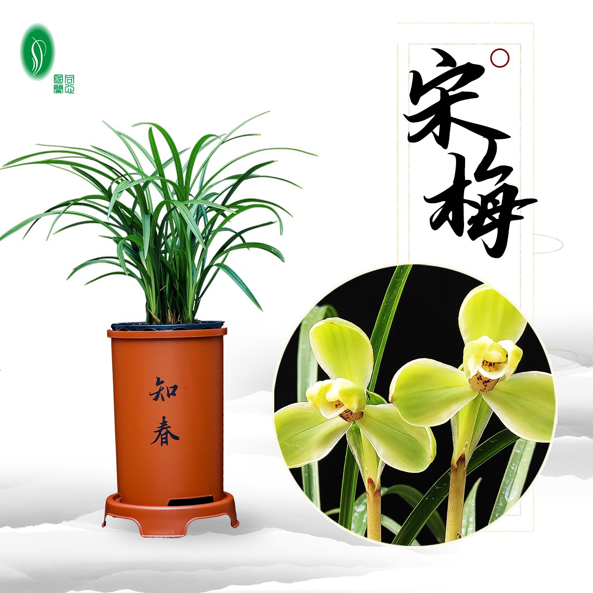 宋梅宋锦旋梅春兰四大天王之一梅瓣浓香好养活新手入门级绿植