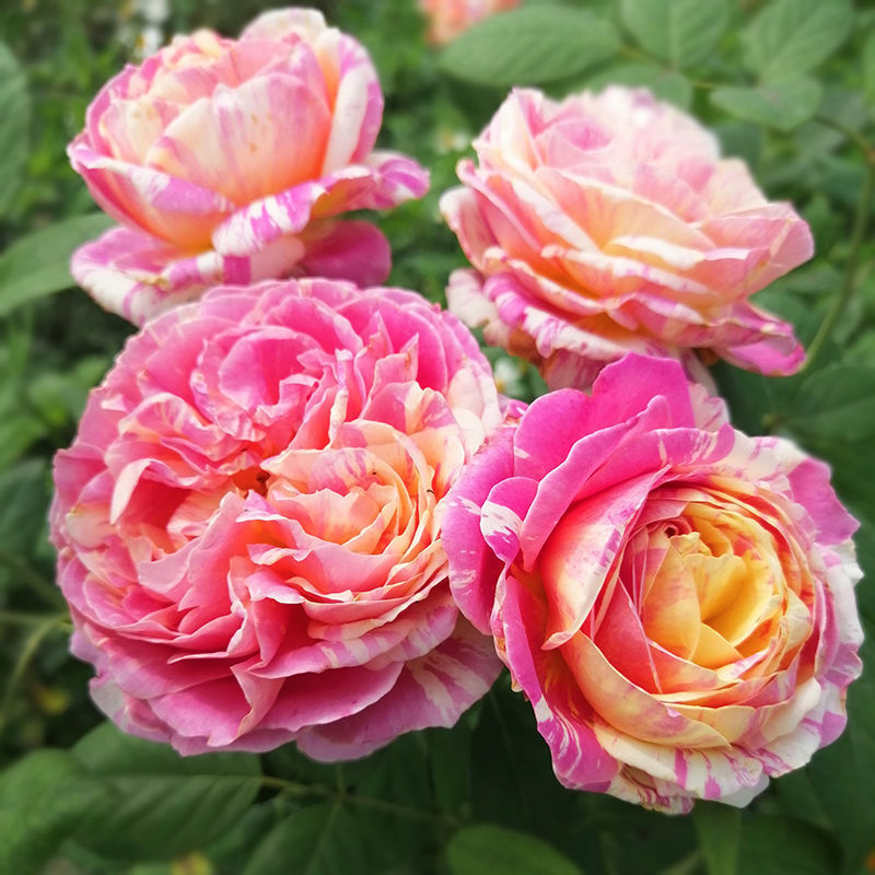 莫奈月季花苗条纹多季开花月季花苗盆栽地栽绿植花卉阳台花苗