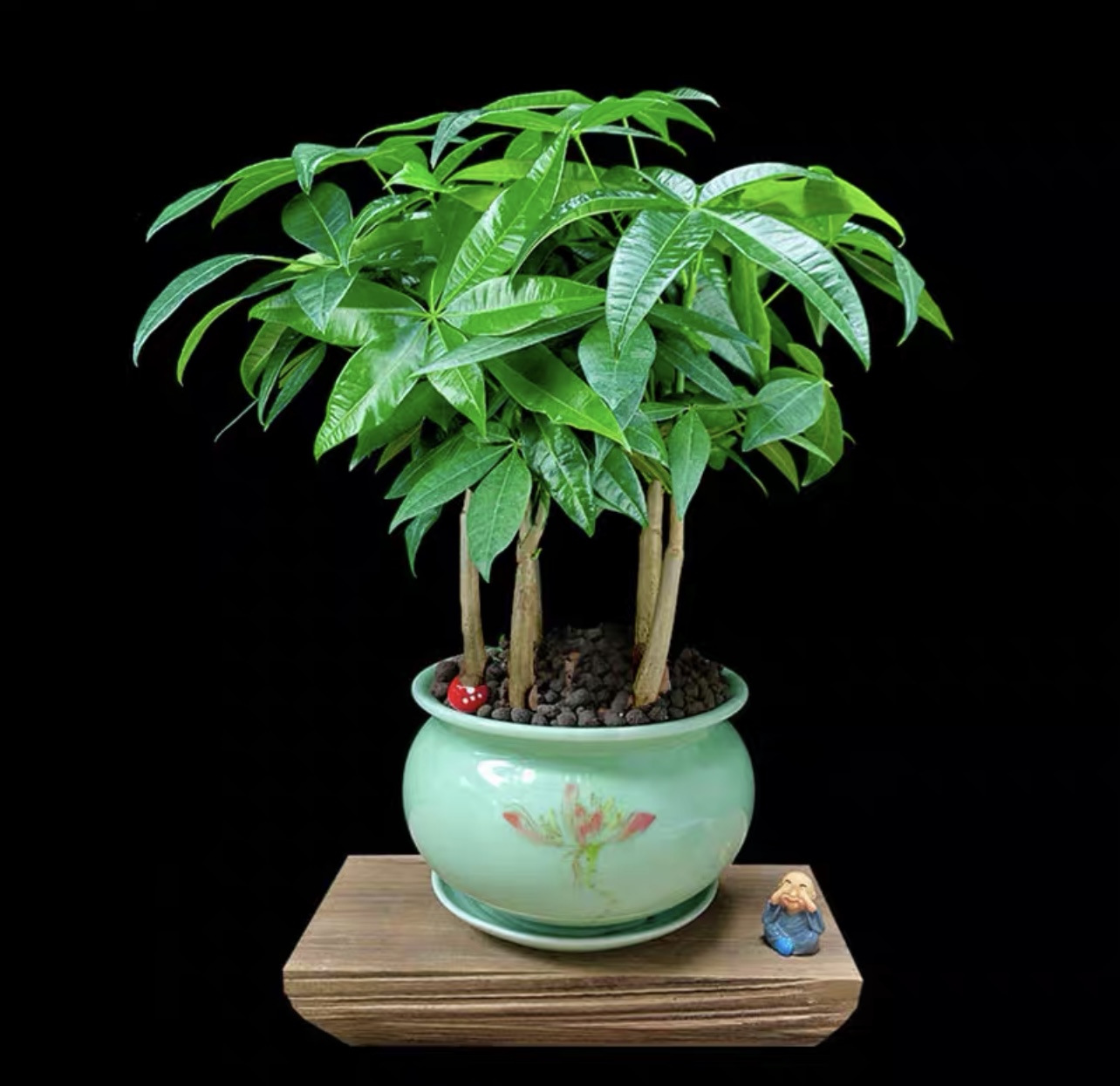 多颗发财树盆栽植物