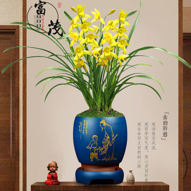 建兰黄金小神童不带花苞浓香花卉高档客厅名贵绿植物好养四季兰花