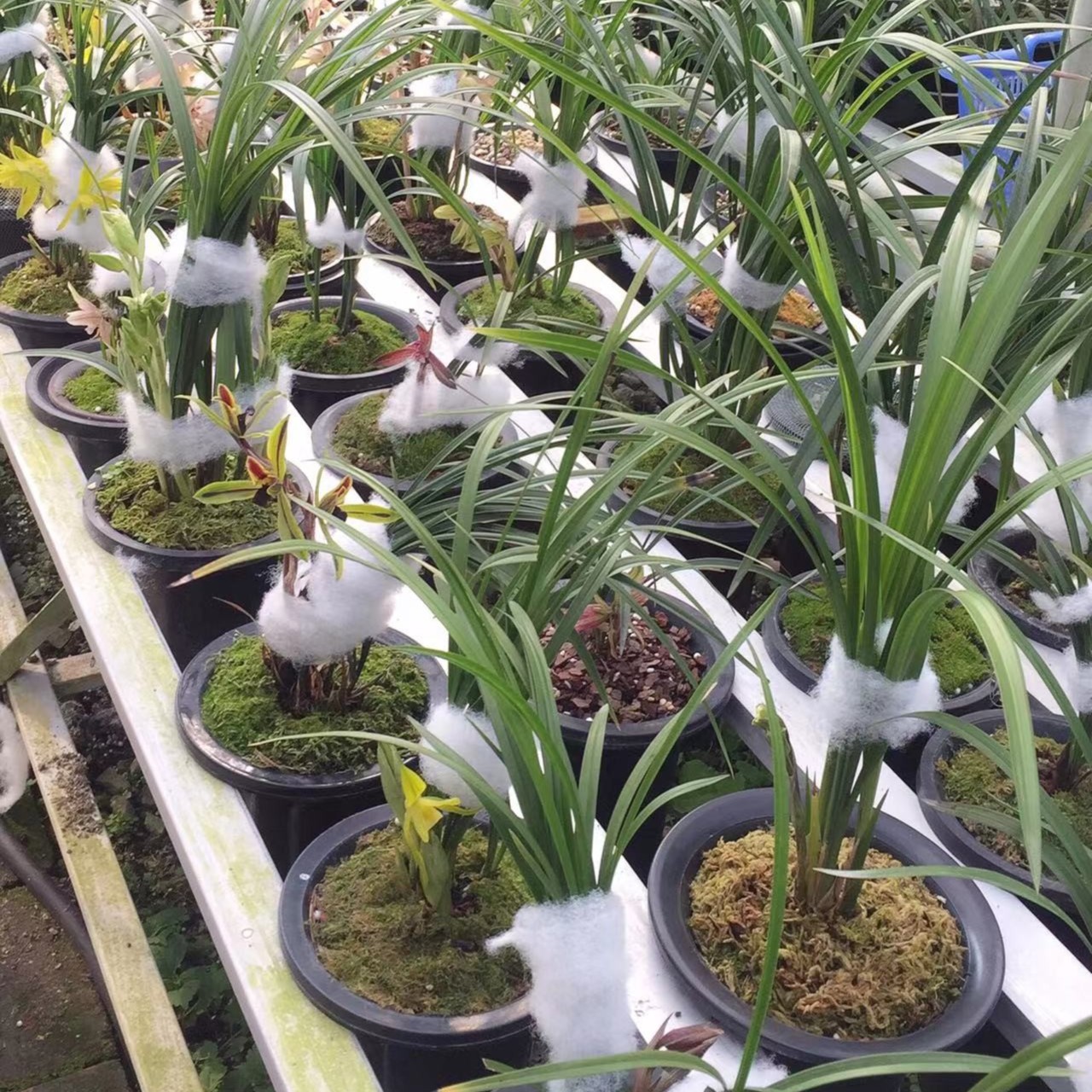 【兰花】 黄東国兰   50元——500元。人工种植多年好苗