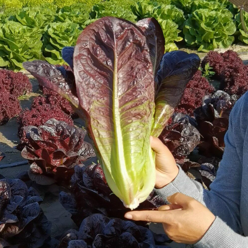 紫罗马直立生菜种子耐热高温脆甜生吃阳台盆栽蔬菜