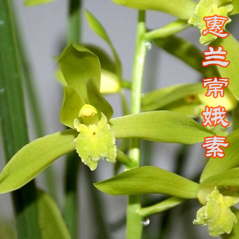 翻盆福利兰花惠兰常娥素，花高花香，春天开花3—5月