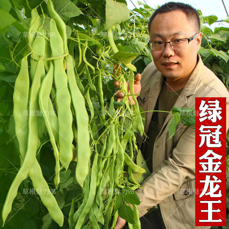 绿冠金龙王 豆角种籽 东北油豆角种子 油豆种子 爬架 蔬菜种子